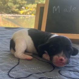 Tator - Piebald male Dachshund puppy in Sharon Springs, New York from Show Us The Way Homestead