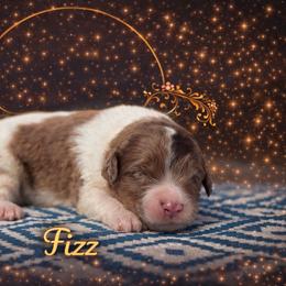 Fizz - Chocolate merle male Bernedoodle puppy in Youngstown, Florida from Wonderland’s Boujie Kennels