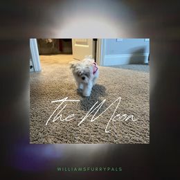 Maltese from WilliamsFurryPals