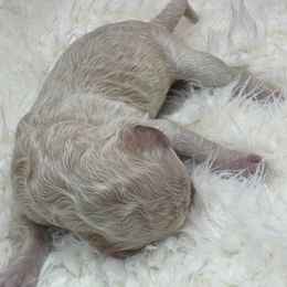 Boy 3 - Poodle puppy from Poodles of Valor