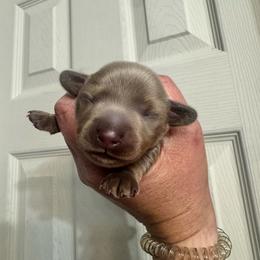 Sprout - Gray (blue) male Dachshund puppy in Knoxville, Tennessee from East TN Dachshunds