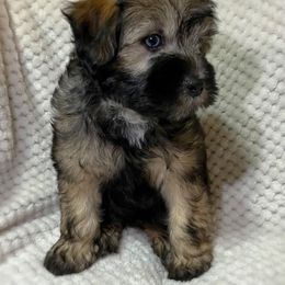 Cockapoo and Schnoodle Puppies from Bri & Dar’s Beloved Doodles