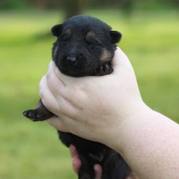 Girl 3 - female German Shepherd puppy in Mississippi from GH