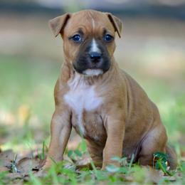 Sour - Red female American Staffordshire Terrier puppy in St. Augustine, Florida from LBK & Ancient City