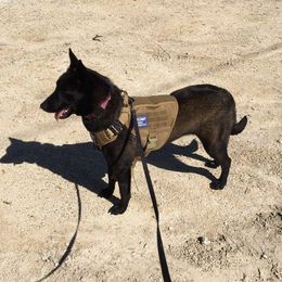 Shadow - Belgian Malinois