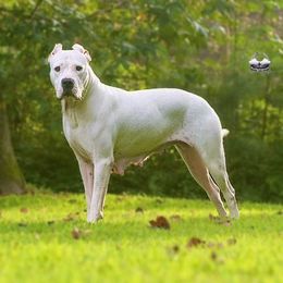 Luna - Dogo Argentino