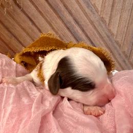 Athena (yellow) - Brown and white female Bernedoodle puppy in West Haven, Utah from Harper Haven Cavapoos & Doodles