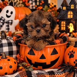 Imperial boy - Gold male Shih Tzu puppy in Shawnee, Oklahoma from Black Velvet Shih Tzu
