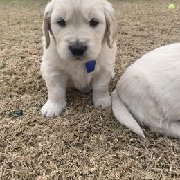 Golden Retriever Puppies from Daniel Ranch Golden Retrievers
