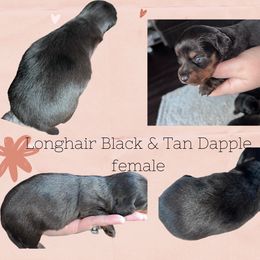BLACK & TAN DAPPLE - Dapple Dachshund puppy in Butler, Ohio from Davis’s Dachshunds