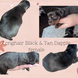 BLACK & TAN DAPPLE - Dapple Dachshund puppy in Butler, Ohio from Davis’s Dachshunds
