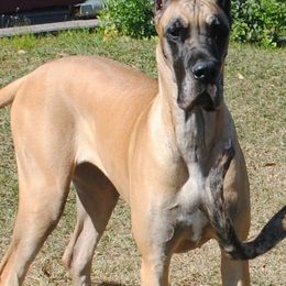 Great Danes from Coquina Great Danes