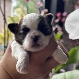 Major - Red and white male Shih Tzu puppy in Albany, New York from Best Friend Shih Tzu Co.