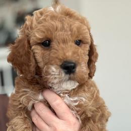 TRUE - Red  male Goldendoodle puppy in Escalon, California from Miley&Co.