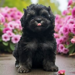 Trinity - Black & tan female Maltipoo puppy in Lebanon, Kentucky from Mosaic Merle Doodles