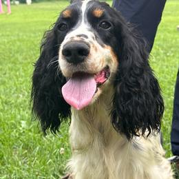 English Springer Spaniel puppies from Leila Ferrucci
