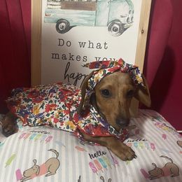 Princesita - Dachshund