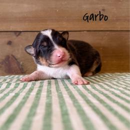 Garbo - Black tri-color female Australian Shepherd puppy in Kearney, Nebraska from Helix Aussies