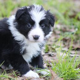 Blk male 1 - Black male Border Collie puppy in Tylertown, Mississippi from Cool Meadow Farms