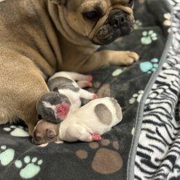 French Bulldog Puppies from Pardon My French Exquisite French Bulldogs