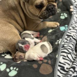 French Bulldog Puppies from Pardon My French Exquisite French Bulldogs