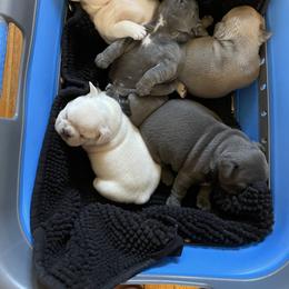 French Bulldog Puppies from 1011 French Bulldogs