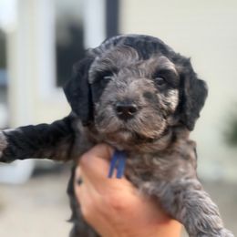 Blue - Merle male Goldendoodle puppy in Mc Cutchenville, Ohio from Dawn's Doodles