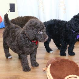 Poodle Puppies from RK'S Pets