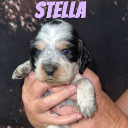 Stella - Tri-Roan female English Springer Spaniel puppy in Williston, Florida from Parks Paradise Springers