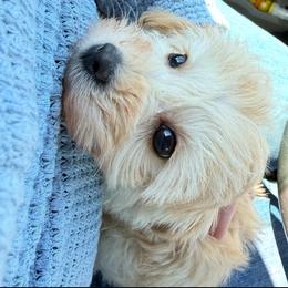 Bella - Champagne female Maltipoo puppy in Litchfield, Connecticut from Gracie Doodles CT
