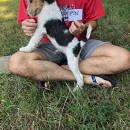 Wire Fox Terrier Puppies from Lyndon Meadow Farm