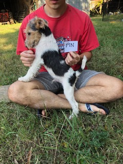 Wire Fox Terrier Puppies from Lyndon Meadow Farm