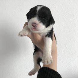 Old English Sheepdog and Sheepadoodle Puppies from Doodlefolk