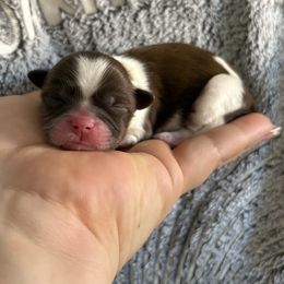 Buzz Lightyear - Liver and white male Shih Tzu puppy in Las Vegas, Nevada from Vegas Shih Tzus