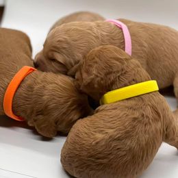Bernedoodles, Goldendoodles, and Poodles from Dey Hill Doodles