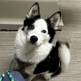 Storm - Pomsky