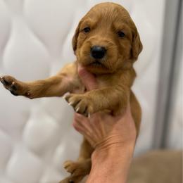 Red, White Blue Collar - Dark golden female Golden Retriever puppy in Turtlepoint, Pennsylvania from Allegheny River Retrievers