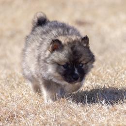 Pomsky Puppies from New World Pomskies