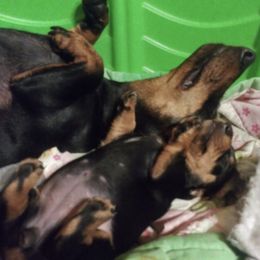 Dachshunds from Boonedox Bred2BlessU