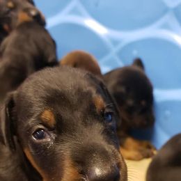 Doberman Pinscher Puppies from Knights Squire Dobermans