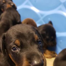 Doberman Pinscher Puppies from Knights Squire Dobermans