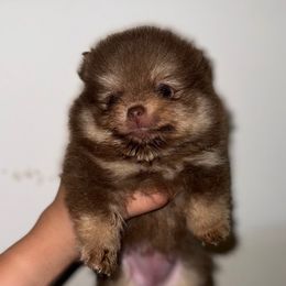 Jill - Chocolate and tan female Pomeranian puppy in Willow Spring, North Carolina from GTBBF Pomeranians