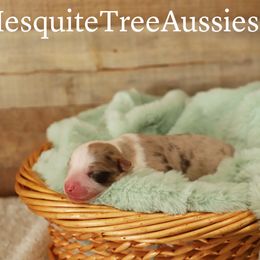 Miniature Australian Shepherd and Toy Australian Shepherd Puppies from Mesquite Tree Aussies