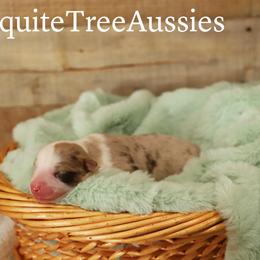 Miniature Australian Shepherd and Toy Australian Shepherd Puppies from Mesquite Tree Aussies