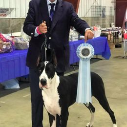 Great Dane All Grown Up from Runa Danes
