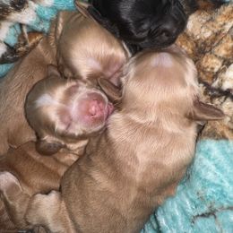 Cocker Spaniel Puppies from Chantels Spaniels