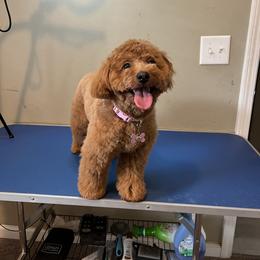 Goldendoodle and Shih Tzu All Grown Up from Shihtzuandoodlenc.LLC