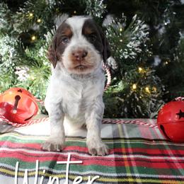 Winter - Liver white and tan female English Springer Spaniel puppy in Barnstead, New Hampshire from C & S Farms