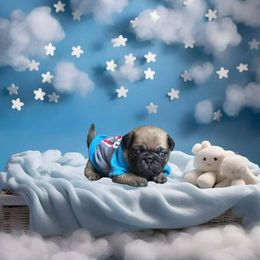 Buzz - Fawn male Pug puppy in Winter Haven, Florida from Precious Paws