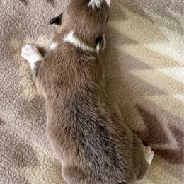 Purple Collar Girl Petunia - Blue female Pembroke Welsh Corgi puppy in Paris, Kentucky from Flat Run Corgis